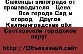 Саженцы винограда от производителя › Цена ­ 800 - Все города Сад и огород » Другое   . Калининградская обл.,Светловский городской округ 